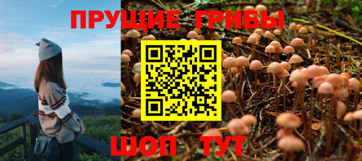 Галлюциногенные грибы Psilocybe Щёлково